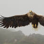 Incoming - White-tailed Eagle