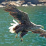 looking for lunch - White-tailed Eagle