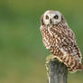 Waiting patiently - short-eared Owl