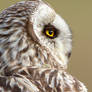 Day dreaming - Short-eared owl