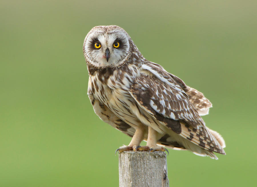 Strike a pose -  Short-eared owl