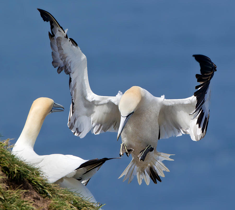 I am not worthy - Northern Gannet