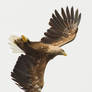 'Back flip' White-tailed eagle