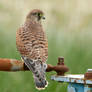 Down on the farm - Common Kestrel - male