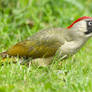 Green woodpecker