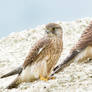 Common Kestrels