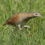 Tyrannosaurus Corncrake