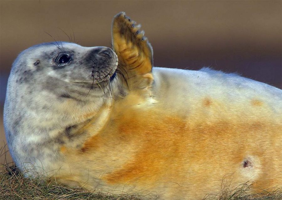 Hey Dude - Seal cub