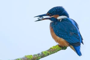 Oh Crap!!!!!! - Common Kingfisher