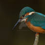 Electric Blue - Common Kingfisher