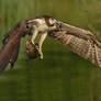 a great day - Osprey with Rainbow Trout