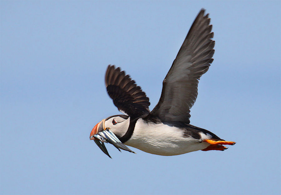 Lunch for the kids- Atlantic Puffin