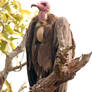 OMG how handsome am I ? - Hooded Vulture