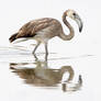 tranquil morning - juvenile greater flamingo