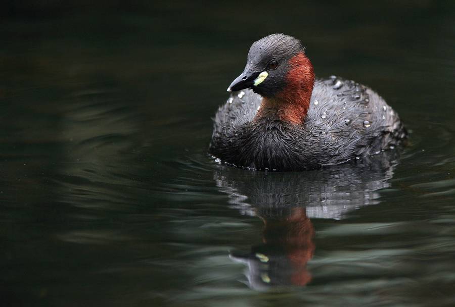 Little Grebe