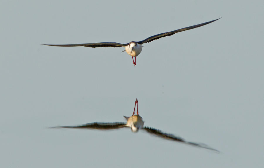 So peaceful, until  the black winged stilt arrived