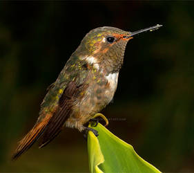 Little Gem - Scintillant Hummingbird by Jamie-MacArthur