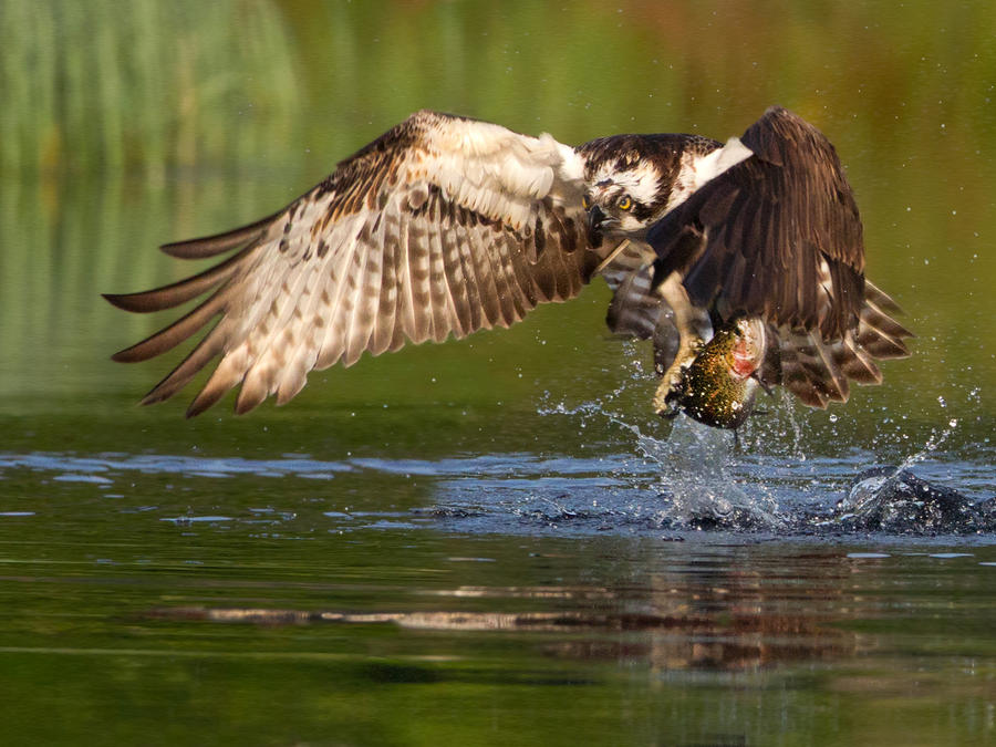 Pure Energy- Osprey with rainbow trout