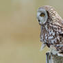 Preoccupied - short-eared owl