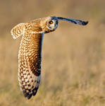 Silence is golden - Short-eared Owl by Jamie-MacArthur