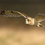 On a mission - Short-eared Owl