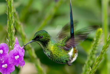 Fairy Wings - green thorntail hummingbird