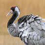 Common crane portrait