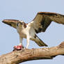 Dish of the day - Osprey