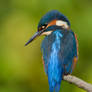 A glint in her eye - common kingfisher