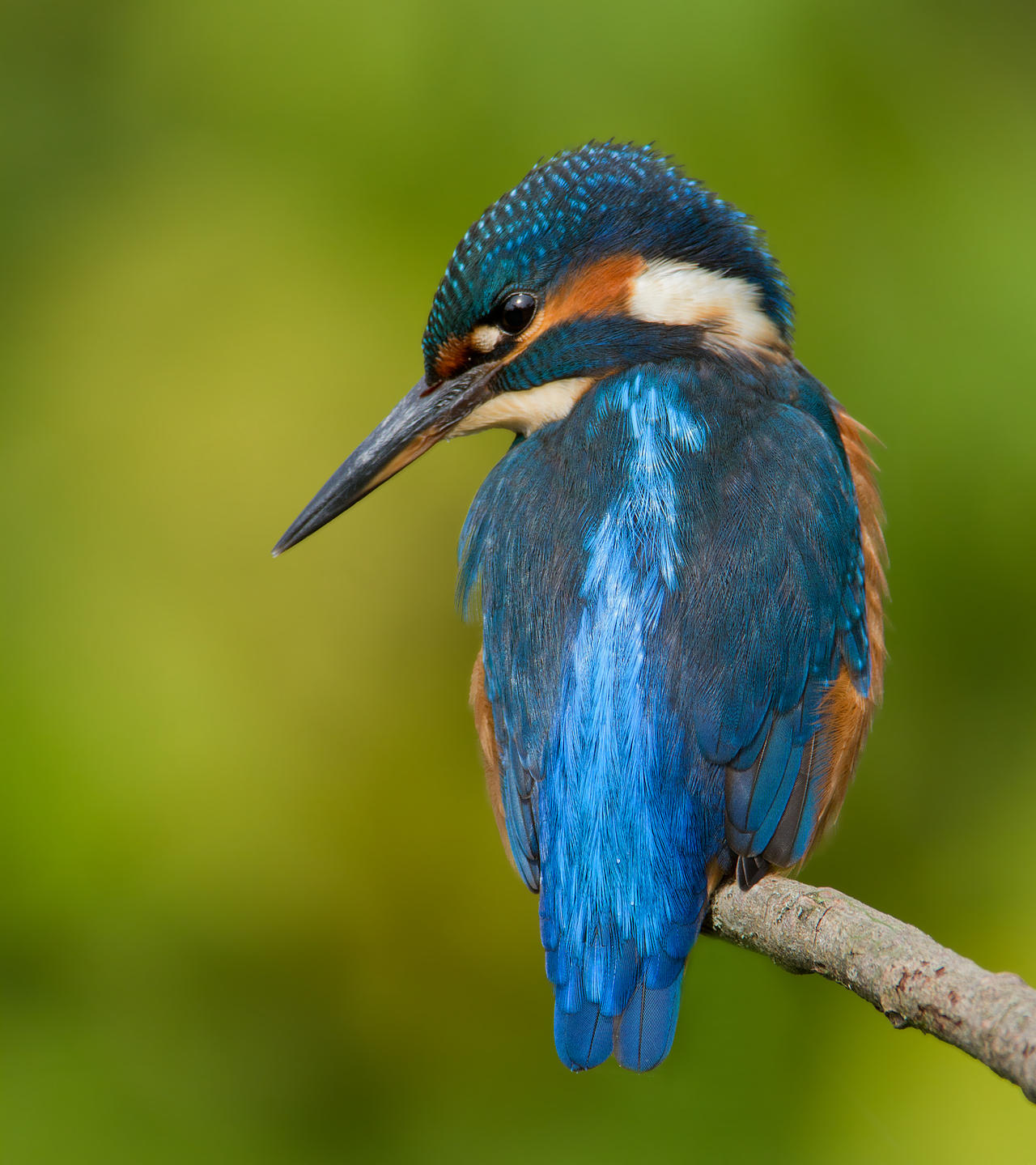 A glint in her eye - common kingfisher