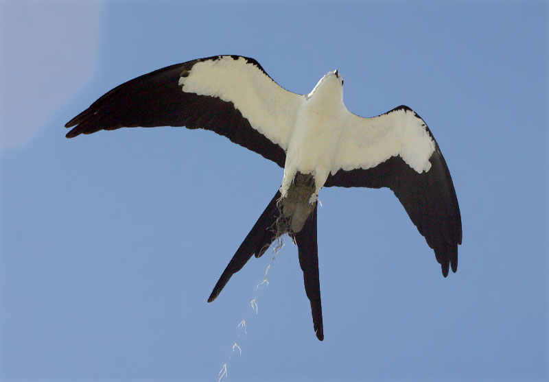 Swallow-tailed kite for CaliforniaPoppy