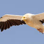 Is it you I'm meeting for lunch - Egyptian Vulture