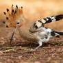 Startled !!!   - Hoopoe