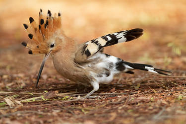 Startled !!!   - Hoopoe