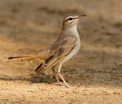 Chest out, wings back - Rufous-tailed bush-robin