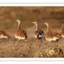 A flock of Great Bustards