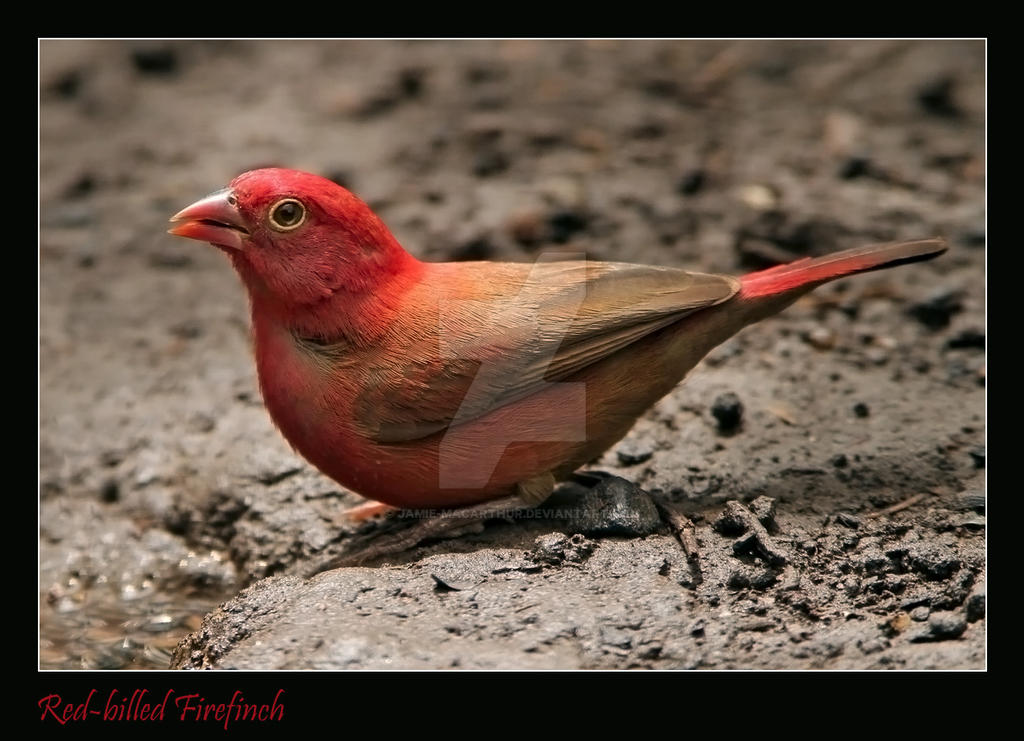 Full of Passion - Red-billed Firefinch