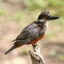 Big Bertha- Giant Kingfisher