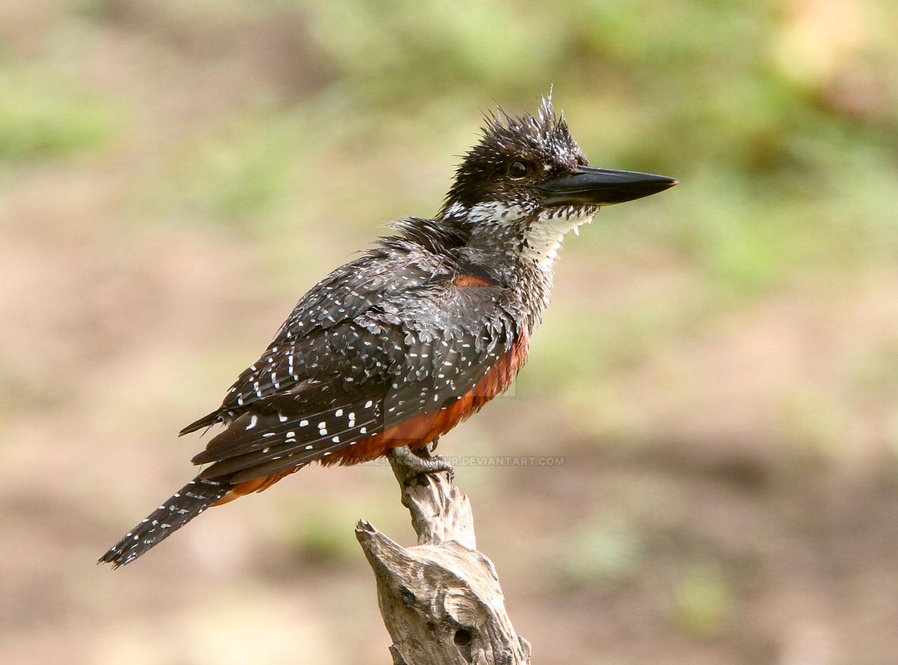 Big Bertha- Giant Kingfisher