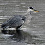 A wet day - Grey - Heron
