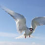 Tern-minator  -  Arctic Tern
