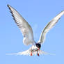 One good tern deserves another - Arctic Tern