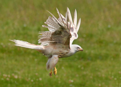 White lightning - leucistic red kite