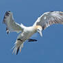 Out of the blue - Northern Gannet