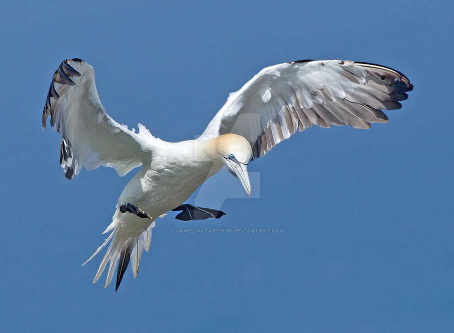 Out of the blue - Northern Gannet