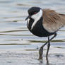 Spur-winged plover