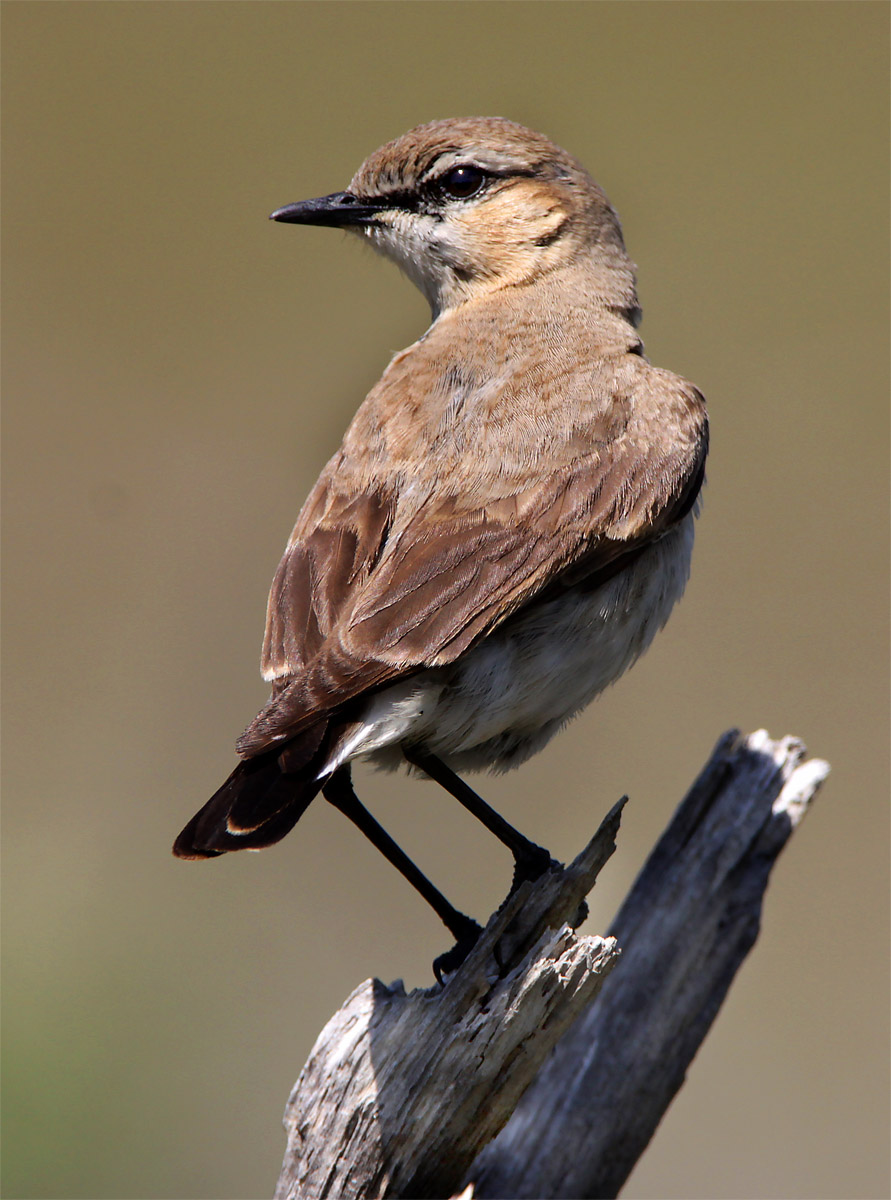 Isabeline Wheatear