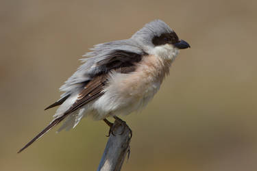 All fluffed up and no-where to go