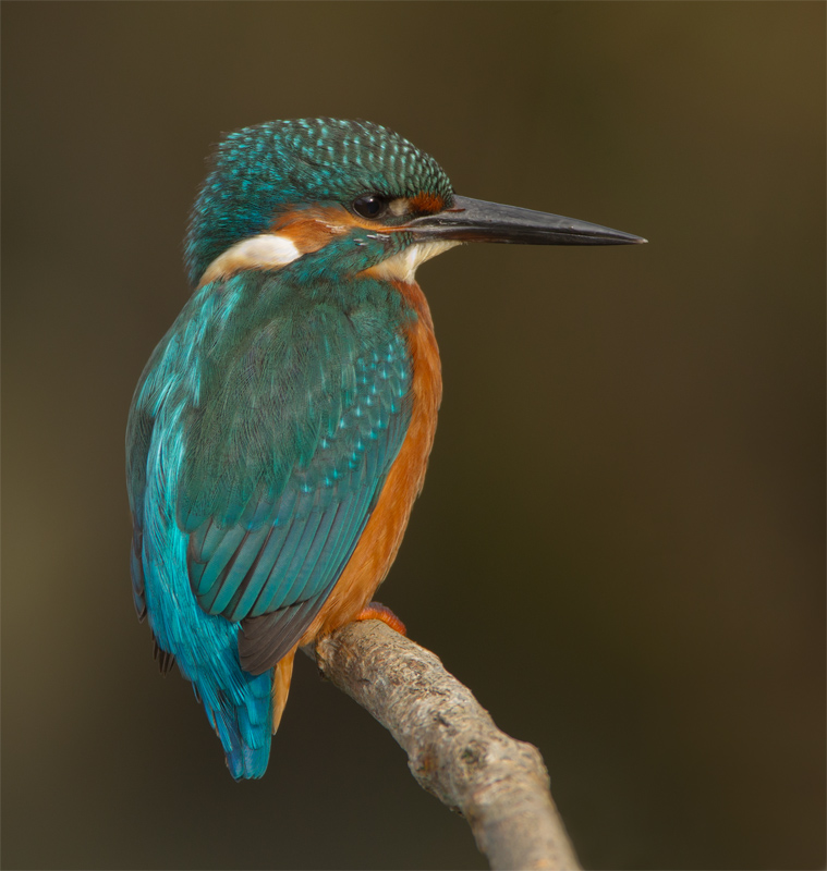 The watcher - Common Kingfisher