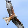 Master of the sky - Red Kite